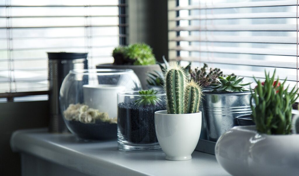 De beste cactussen voor in je interieur